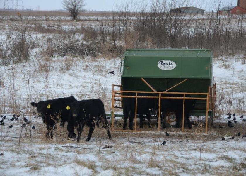 Creep Feeding FallBorn Calves Yes or No? Bovine Veterinarian